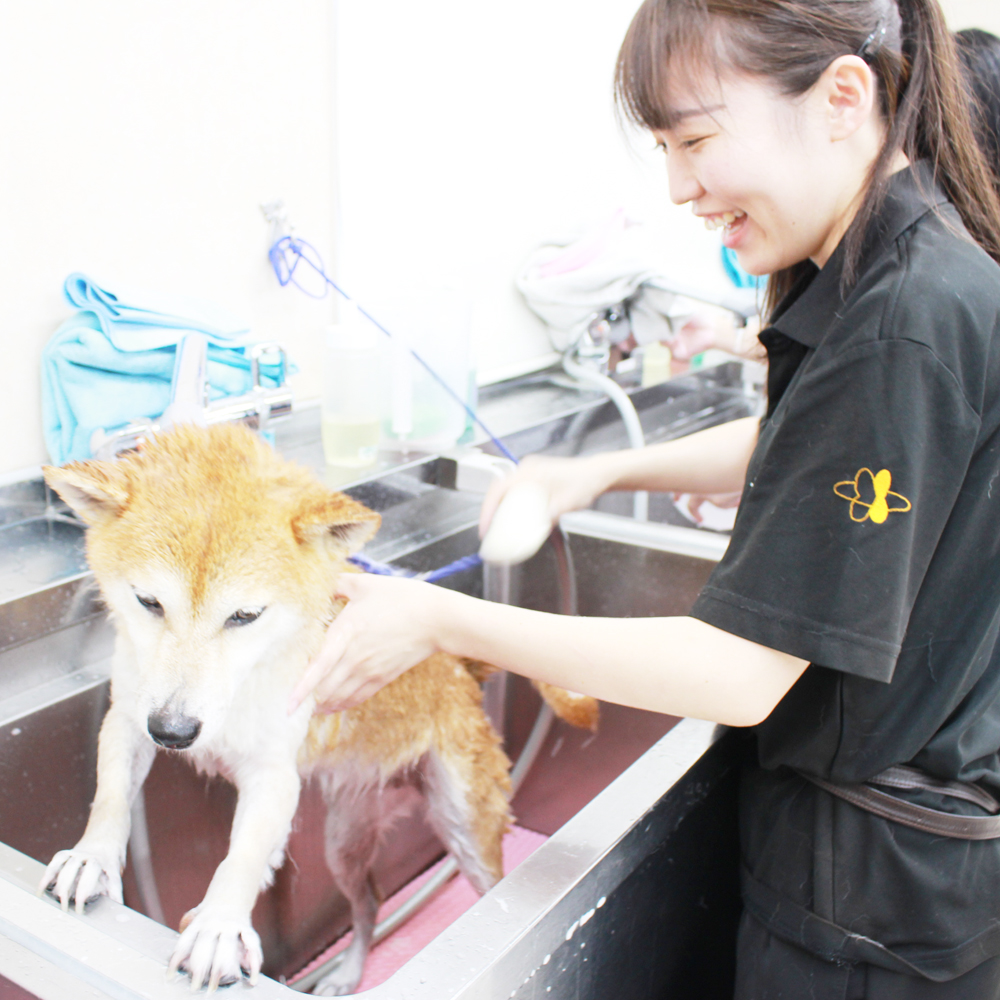 ２年生、お客様犬のトリミング☆